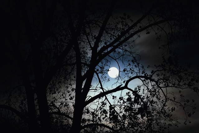 Moonlit trees
